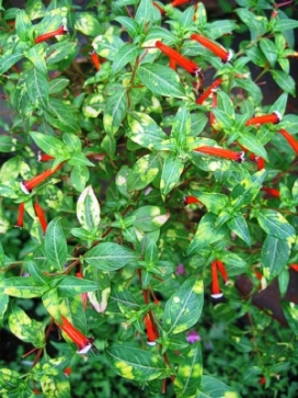 CUPHEA ignea Variegata