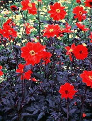 DAHLIA Bishop of Llandaff