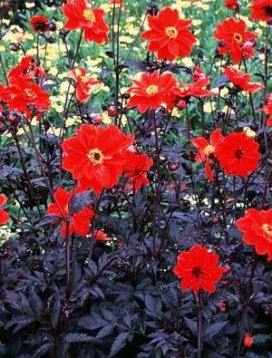 DAHLIA Bishop of Llandaff