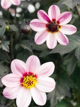 DAHLIA Mystic Dreamer