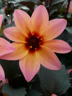 DAHLIA Mystic Fantasy