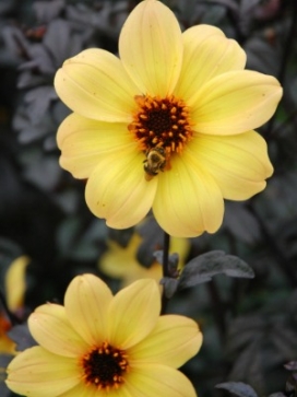DAHLIA Mystic Illusion