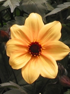 DAHLIA Mystic Spirit
