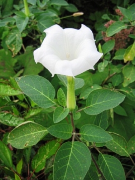 DATURA Belle Blanche