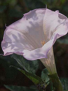 DATURA Evening Fragrance