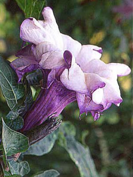 DATURA Purple Ruffles