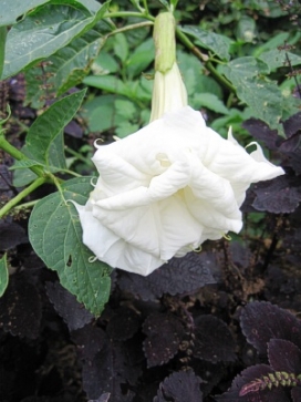 DATURA White Ruffles