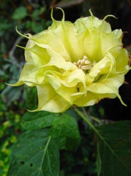 DATURA Yellow Ruffles