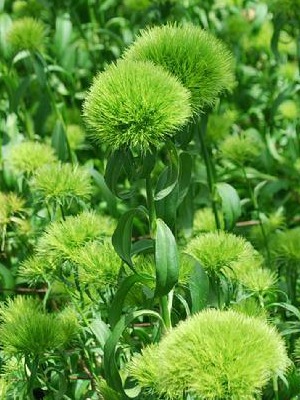 DIANTHUS Green Ball: Landcraft Environments