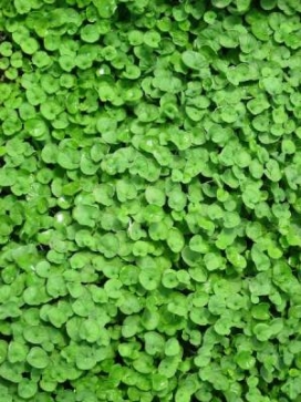 DICHONDRA repens Emerald Falls
