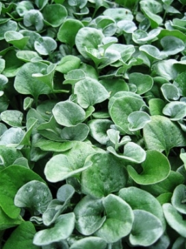 DICHONDRA argentea Silver Falls