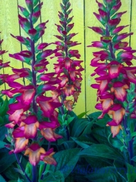 DIGIPLEXIS Berry Canary