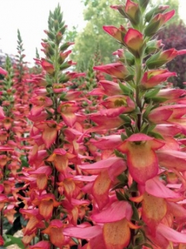 DIGIPLEXIS Illumination Flame