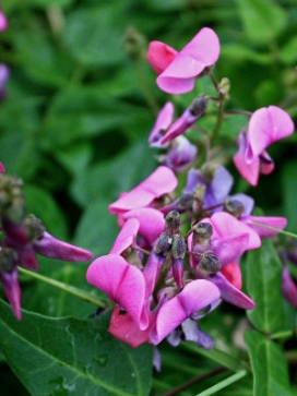 DOLICHOS Hyacinth Bean Vine