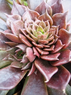 ECHEVERIA Black Prince