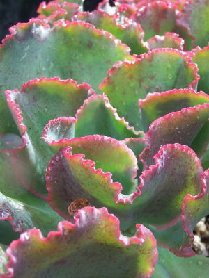 ECHEVERIA Dick's Pink