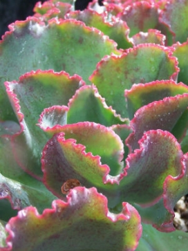 ECHEVERIA Dick's Pink