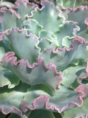 ECHEVERIA Giant Blue