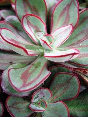ECHEVERIA nodulosa