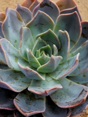 ECHEVERIA Princess Blue