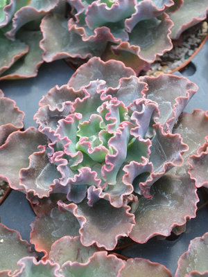 ECHEVERIA Pink Frills