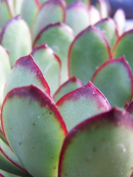 ECHEVERIA pulidonis