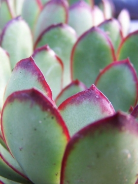 ECHEVERIA pulidonis
