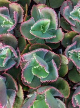ECHEVERIA Coral Reef Red