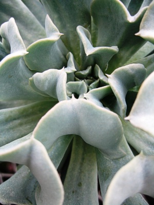 ECHEVERIA Topsy Turvy