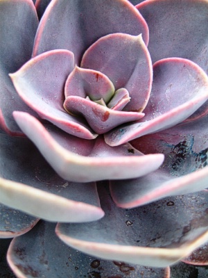 ECHEVERIA Perle von Nuremburg