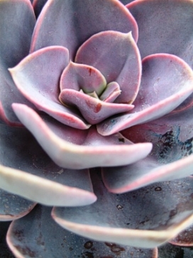 ECHEVERIA Perle von Nurnberg