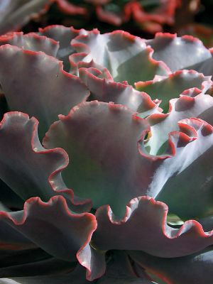 ECHEVERIA Zorro
