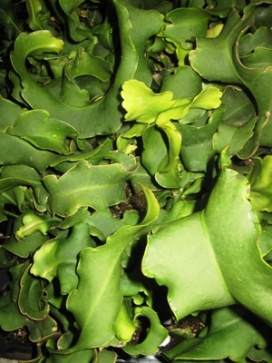 EPIPHYLLUM guatemalensis 'Montrose'