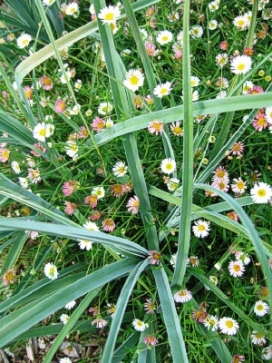 ERIGERON Profusion