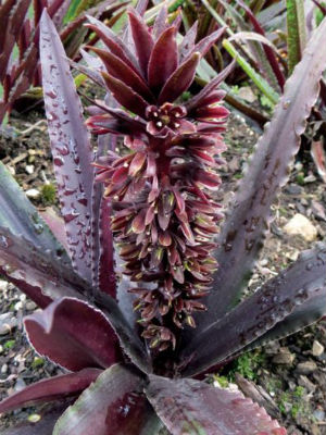 EUCOMIS Dark Star