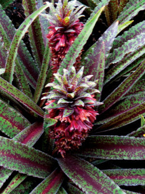EUCOMIS Freckles