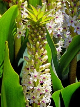 EUCOMIS pallidiflora Giant Pineapple Lily