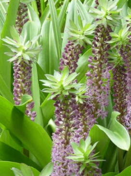EUCOMIS John Treasure