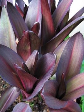 EUCOMIS comosa Oakhurst