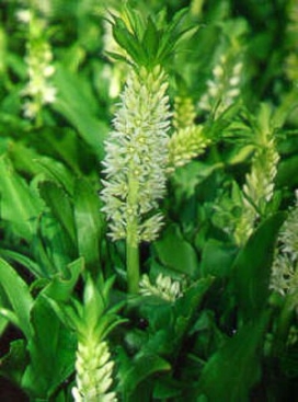 EUCOMIS bicolor Pineapple Lily