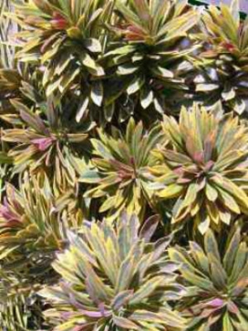 EUPHORBIA Ascot Rainbow