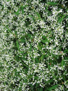 EUPHORBIA Breathless White (Diamond Frost)