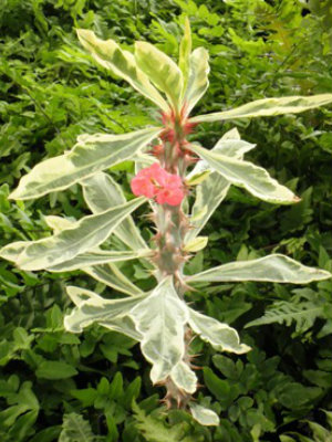 EUPHORBIA milli Fireworks