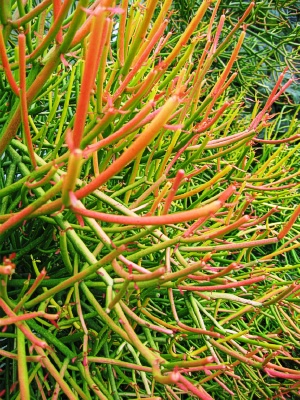 EUPHORBIA tirucalli Sticks on Fire