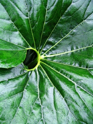 FARFUGIUM Gigantea