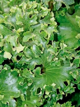 FARFUGIUM japonicum Shishi Botan