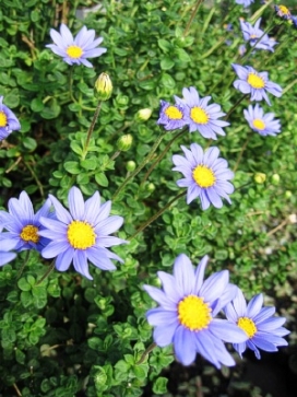 FELICIA Astrid Thomas