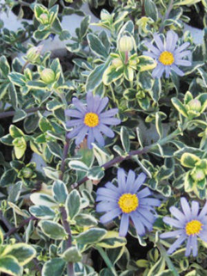FELICIA Variegata