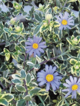 FELICIA Variegata, 3' column