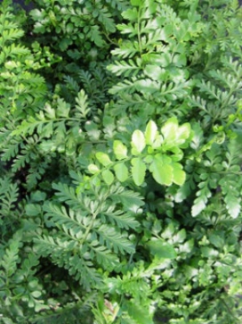 FERN Austral Gem Fern